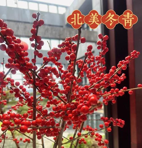 北美冬青的花语有哪些？它在文化中扮演什么角色？