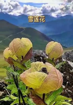 雪莲的花语及其背后的故事是什么？它象征着什么？