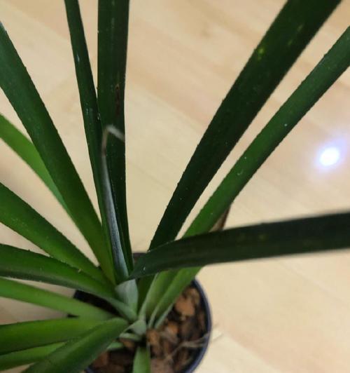 凤梨水塔花的花语是什么？它在花卉语言中有什么含义？