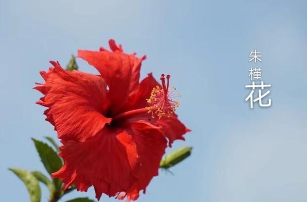 朱槿花的花语是什么？它在花卉语言中代表什么？
