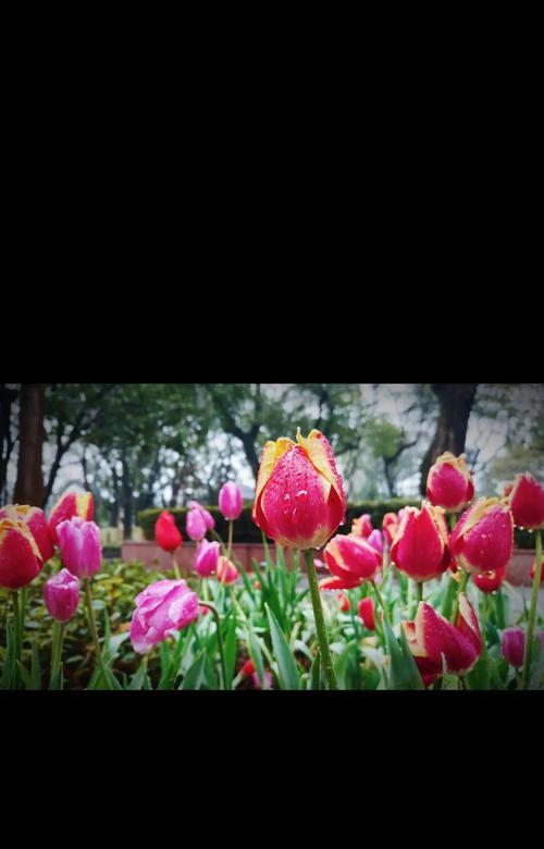 郁金香的花语名誉是什么？它在花卉中象征着什么？