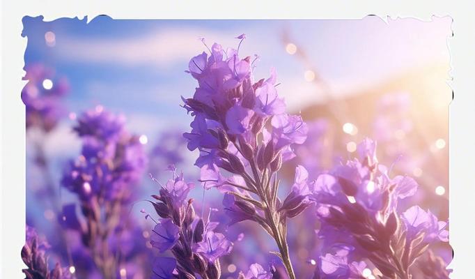 薰衣草的花语接福是什么？它在花卉语言中代表什么？