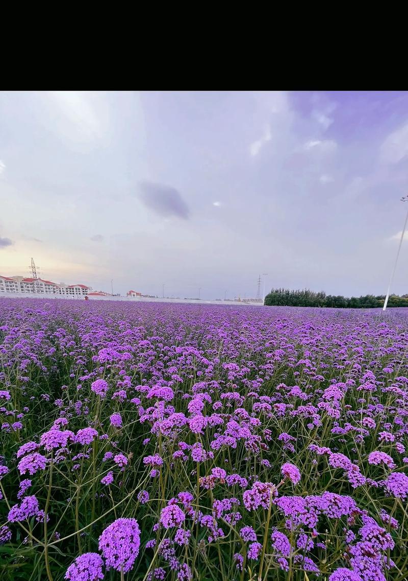 薰衣草的花语接福是什么？它在花卉语言中代表什么？