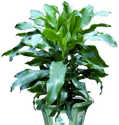 巴西铁花卉的花语是什么？它在园艺中有什么意义？