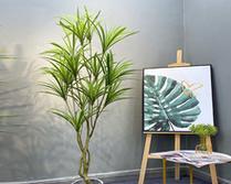 巴西铁花卉的花语是什么？它在园艺中有什么意义？