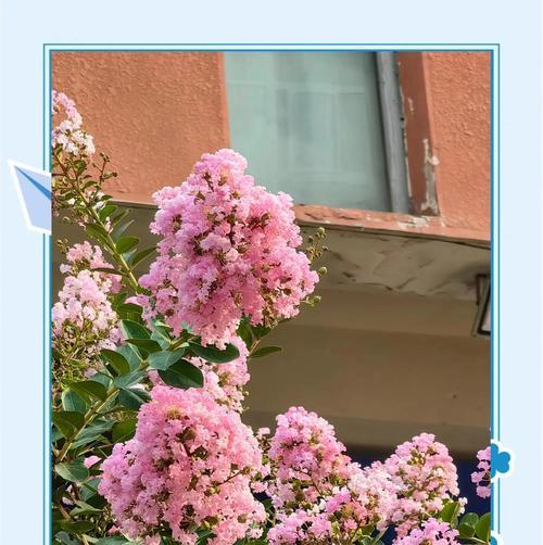 大王花的花语和寓意是什么？它在花卉语言中扮演什么角色？