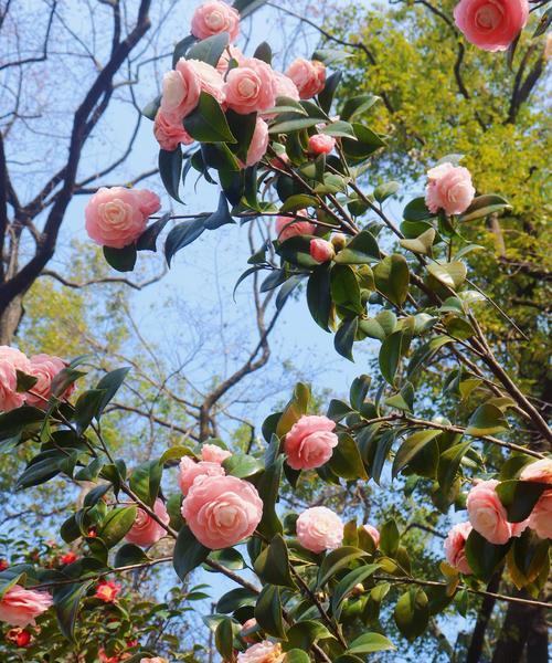 大王花的花语和寓意是什么？它在花卉语言中扮演什么角色？