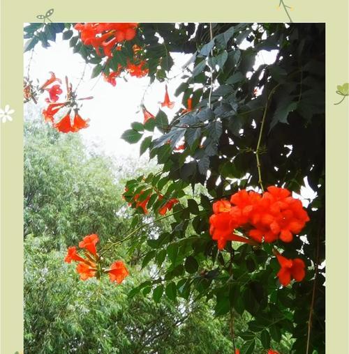 哪种花的花语代表坚韧？它在花卉语言中有何寓意？