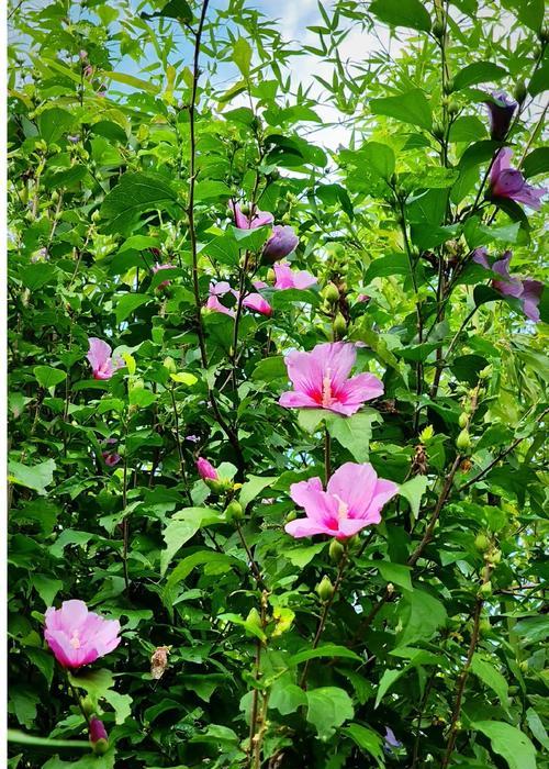 哪种花的花语代表坚韧？它在花卉语言中有何寓意？