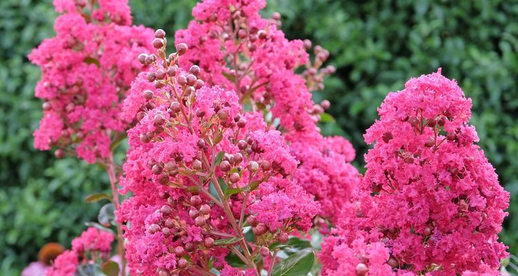 哪种花的花语代表坚韧？它在花卉语言中有何寓意？