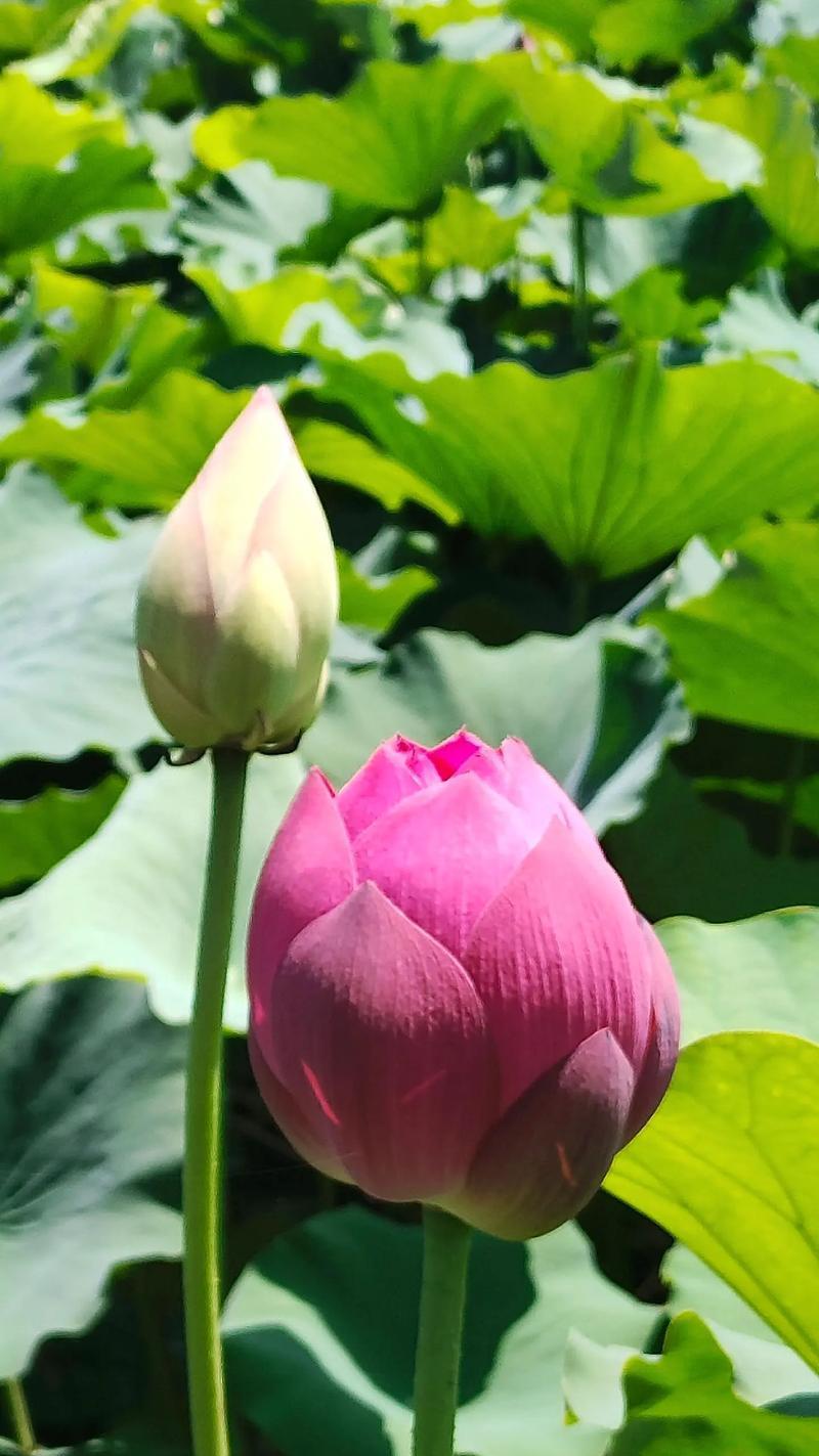 荷花的花语是什么？荷花传说有哪些？