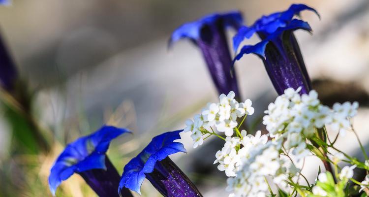 哪种花的花语代表执着？执着的花语是什么？