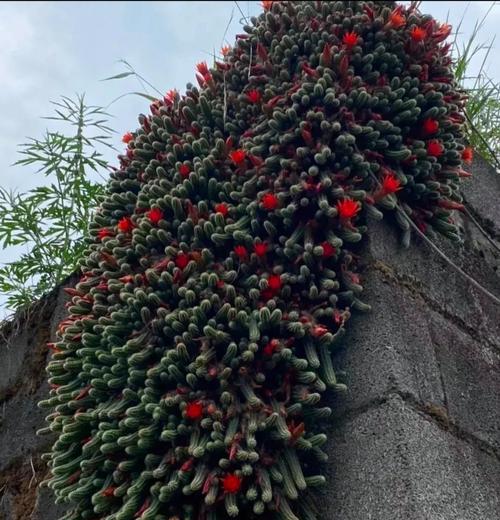 仙人指花卉的花语是什么？它象征着什么？