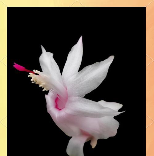 仙人指花卉的花语是什么？它象征着什么？