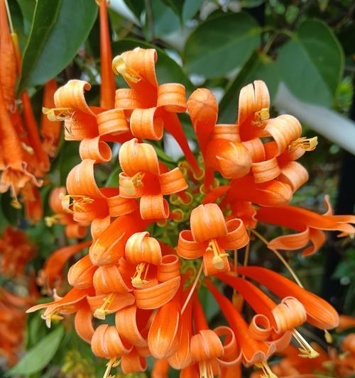 哪种树木的花语代表相爱？相爱的树木花语是什么？