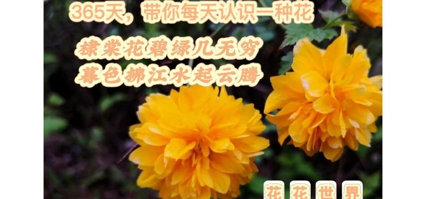 哪种树木的花语代表相爱？相爱的树木花语是什么？