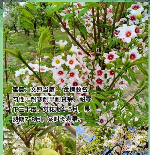 哪种树木的花语代表相爱？相爱的树木花语是什么？