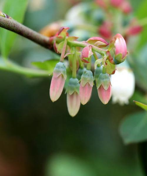 蓝莓的花语是什么？为什么蓝莓代表这种花语？