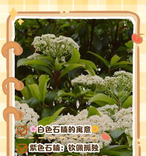 哪种花的花语是美丽圣洁？美丽圣洁的花语是什么？