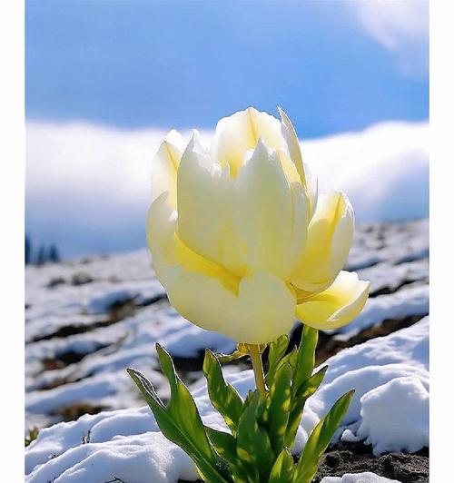 哪种花的花语是美丽圣洁？美丽圣洁的花语是什么？