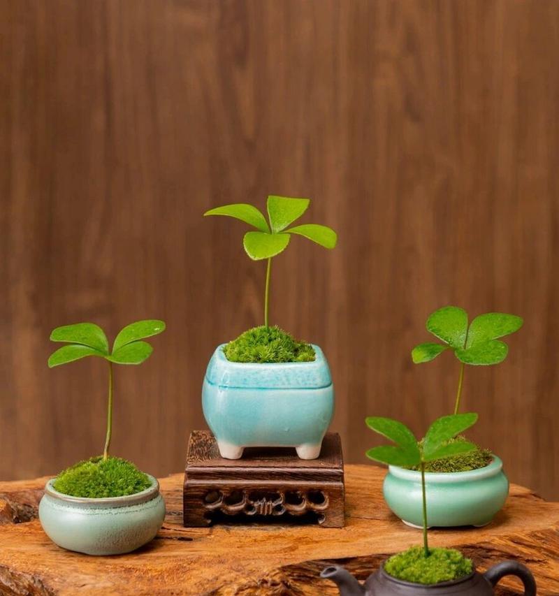 铁树的花语是什么？铁树象征着什么？