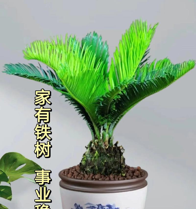 铁树的花语是什么？铁树象征着什么？