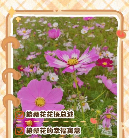 哪种花的花语寓意神秘？神秘花语的花有哪些？