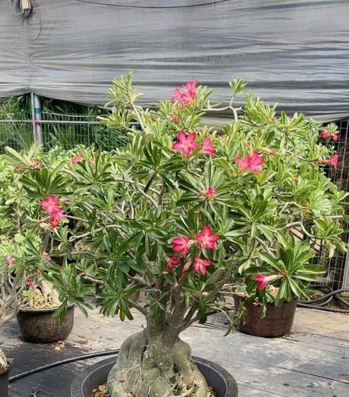 玫瑰花语花卉盆栽是什么？它有何特别含义？