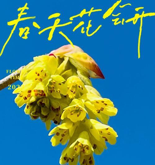 蓝色腊梅的花语是什么？蓝色腊梅有何特别寓意？
