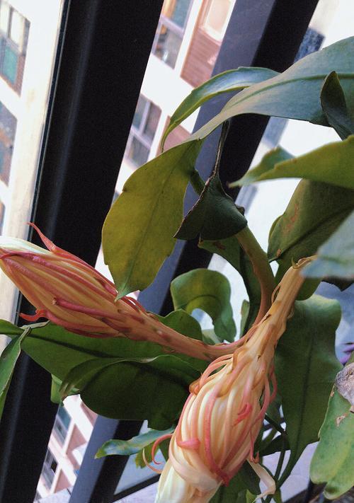 昙花的花语是什么意思？昙花代表了什么？