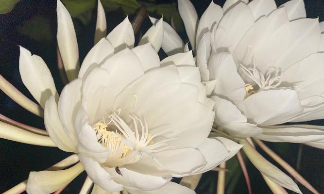 昙花的花语是什么意思？昙花代表了什么？