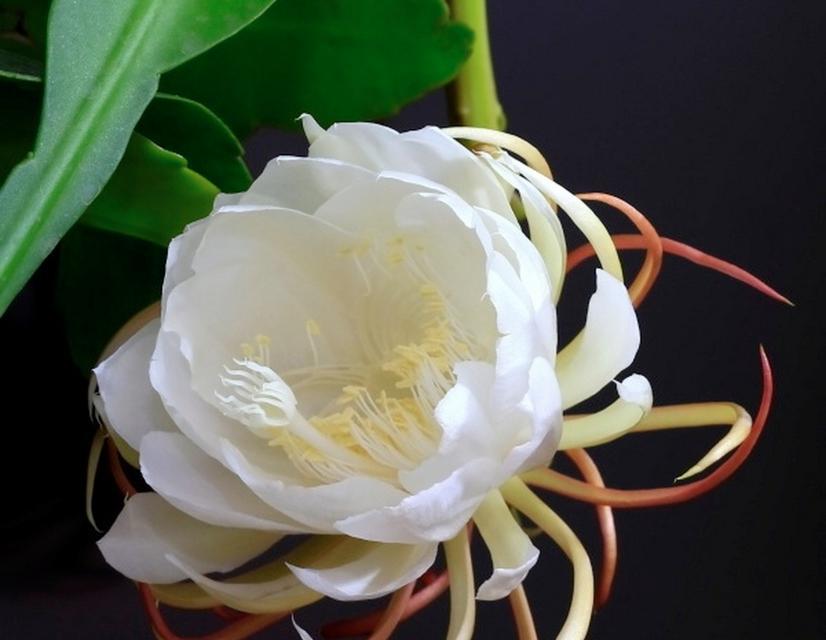 昙花的花语是什么意思？昙花代表了什么？