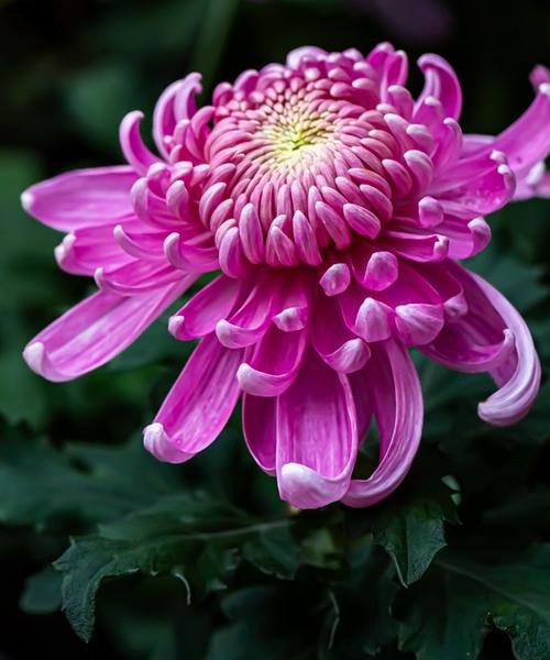 秋天的植物有哪些花语？秋天植物的花语代表什么？
