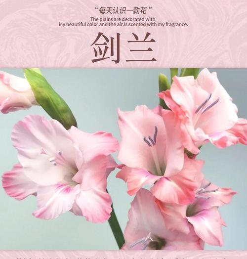 剑兰各颜色的花语是什么？如何表达情感？