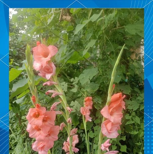 剑兰各颜色的花语是什么？如何表达情感？