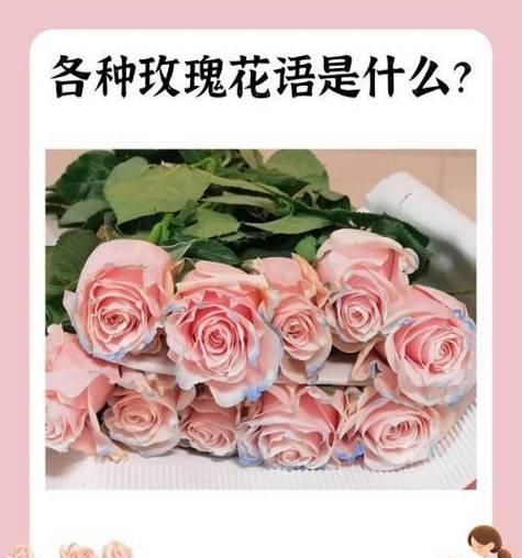 哪些花朵代表尊敬？花语中尊敬的含义是什么？