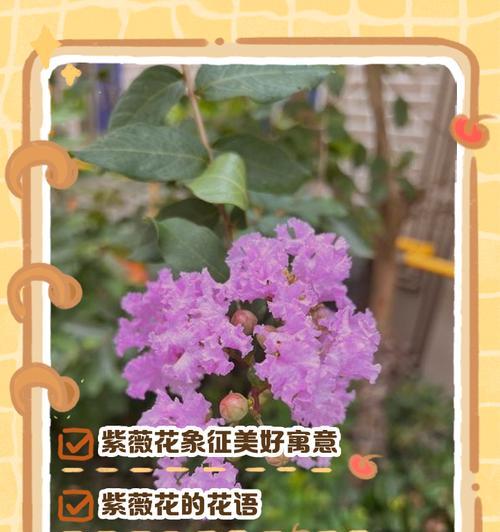 花朵的花语有哪些？背后的故事是什么？