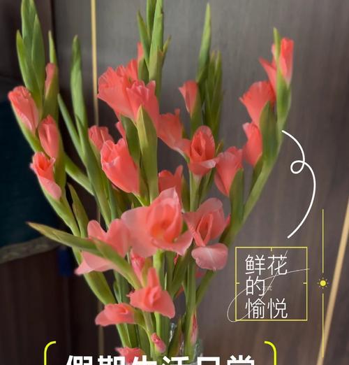 唐菖蒲的花语和寓意是什么？如何选择送给亲友？