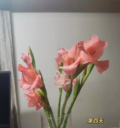 唐菖蒲的花语和寓意是什么？如何选择送给亲友？
