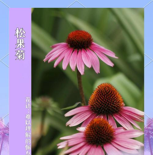 花语的寓意和象征有哪些？如何正确理解？