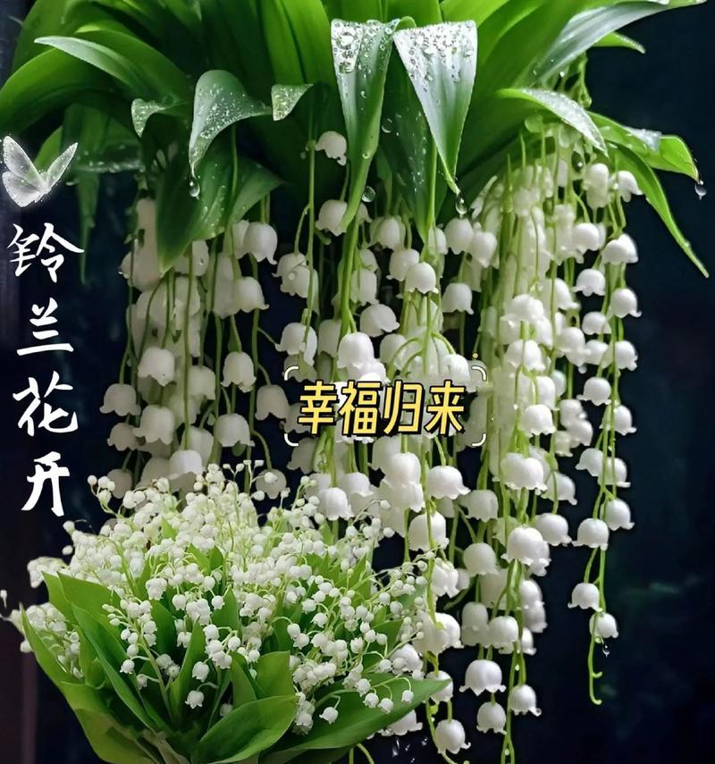花瓣的花语代表什么？如何解读不同花瓣的含义？