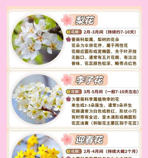花瓣的花语代表什么？如何解读不同花瓣的含义？