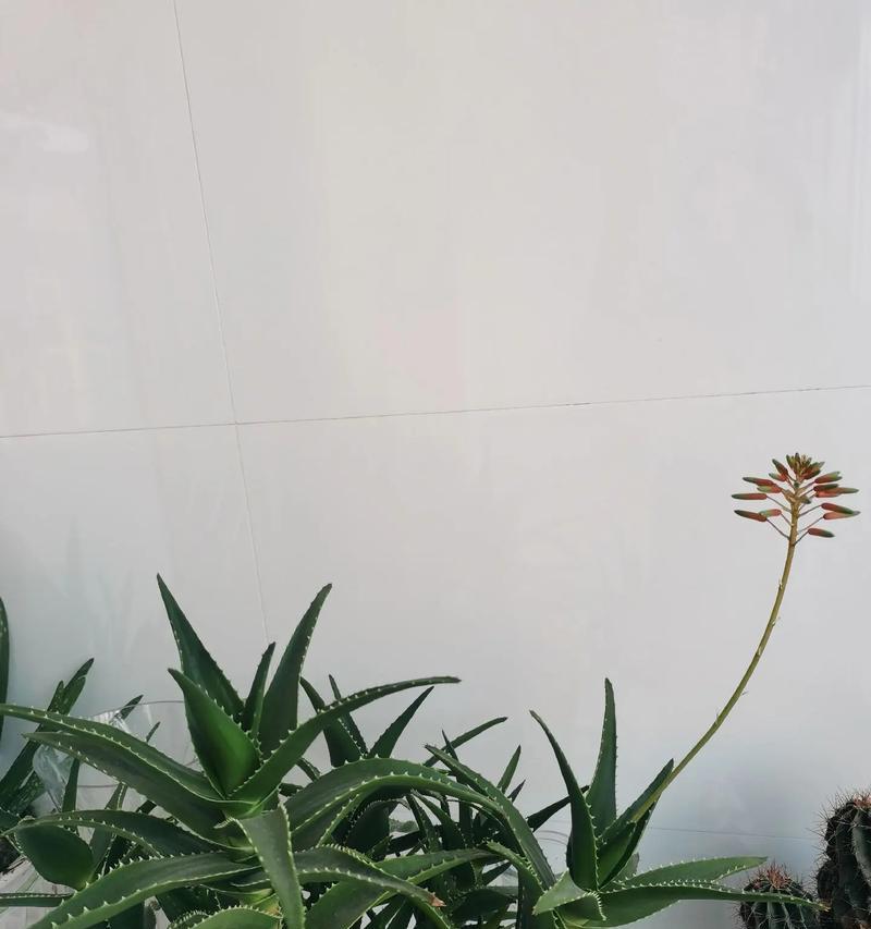 芦荟的花语代表什么？芦荟开花有什么特别含义？