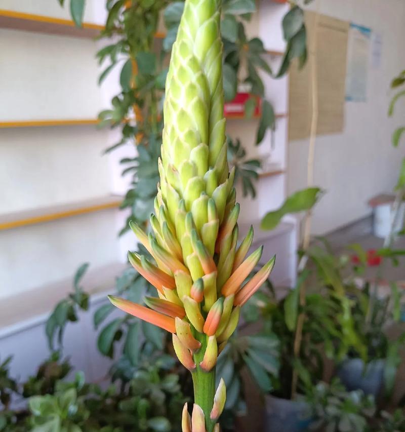芦荟的花语代表什么？芦荟开花有什么特别含义？
