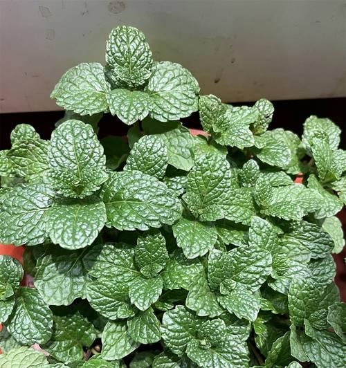 薄荷的花语和寓意是什么？薄荷在花语中代表什么？