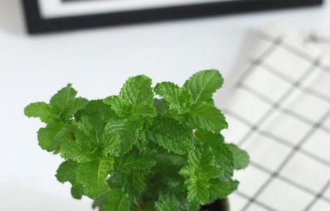 薄荷的花语和寓意是什么？薄荷在花语中代表什么？