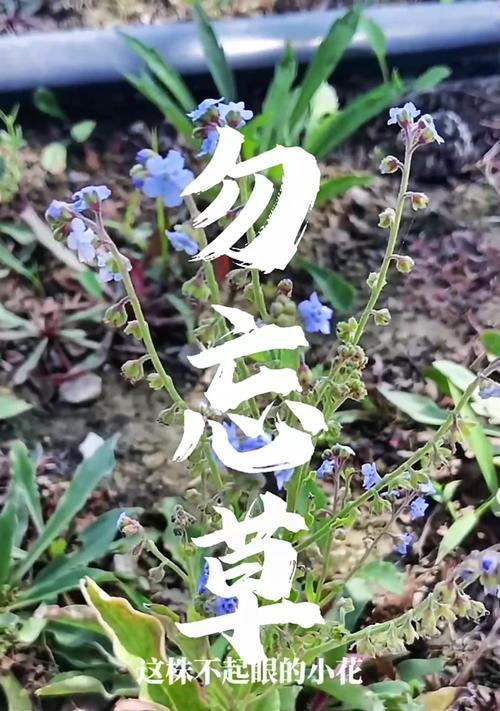 勿忘草的花语是什么？送几朵代表什么意思？