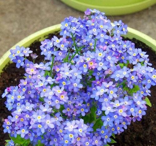 勿忘草的花语是什么？送几朵代表什么意思？