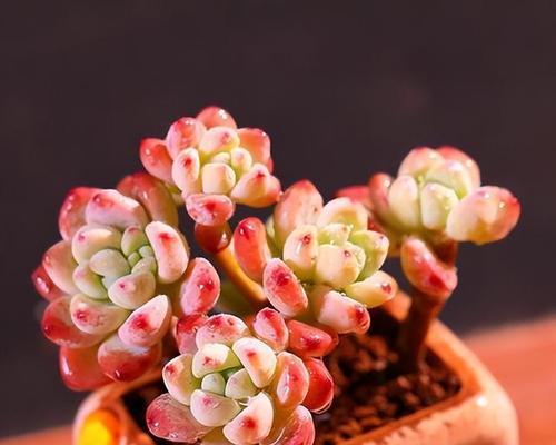 劳尔的花语和寓意是什么？如何用劳尔花表达情感？