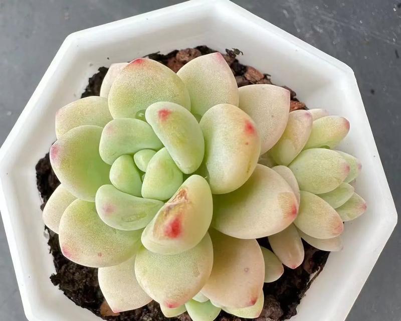 劳尔的花语和寓意是什么？如何用劳尔花表达情感？